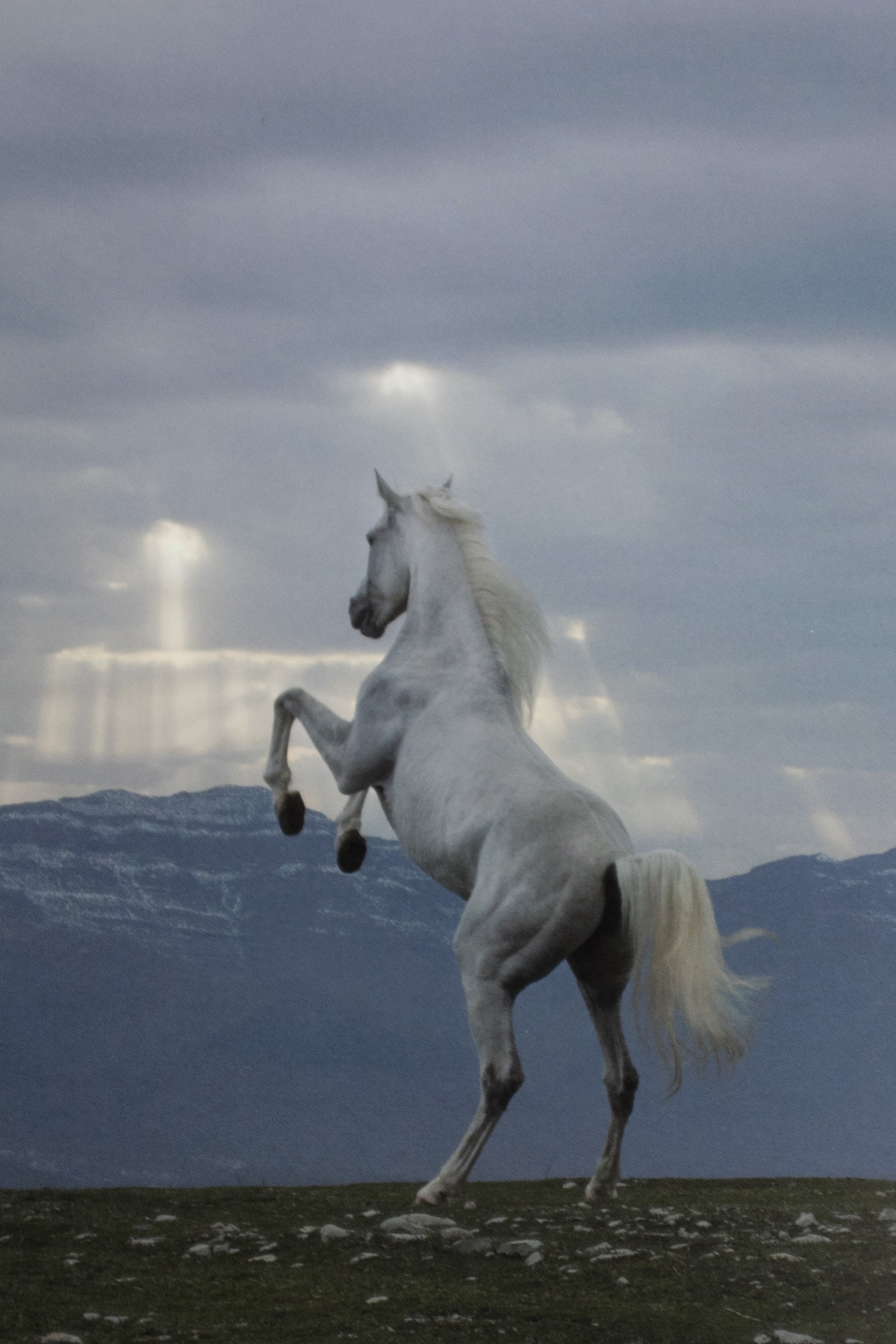 The Horses of Kurdistan recounts history through animals